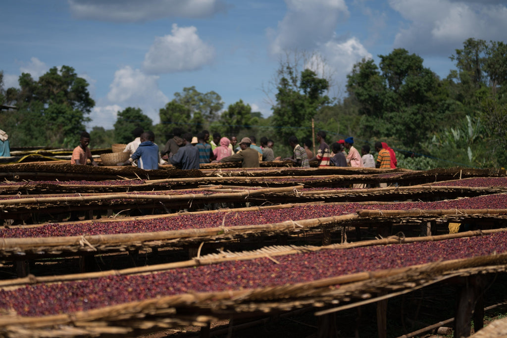 Qunqana | Ethiopian Heirloom