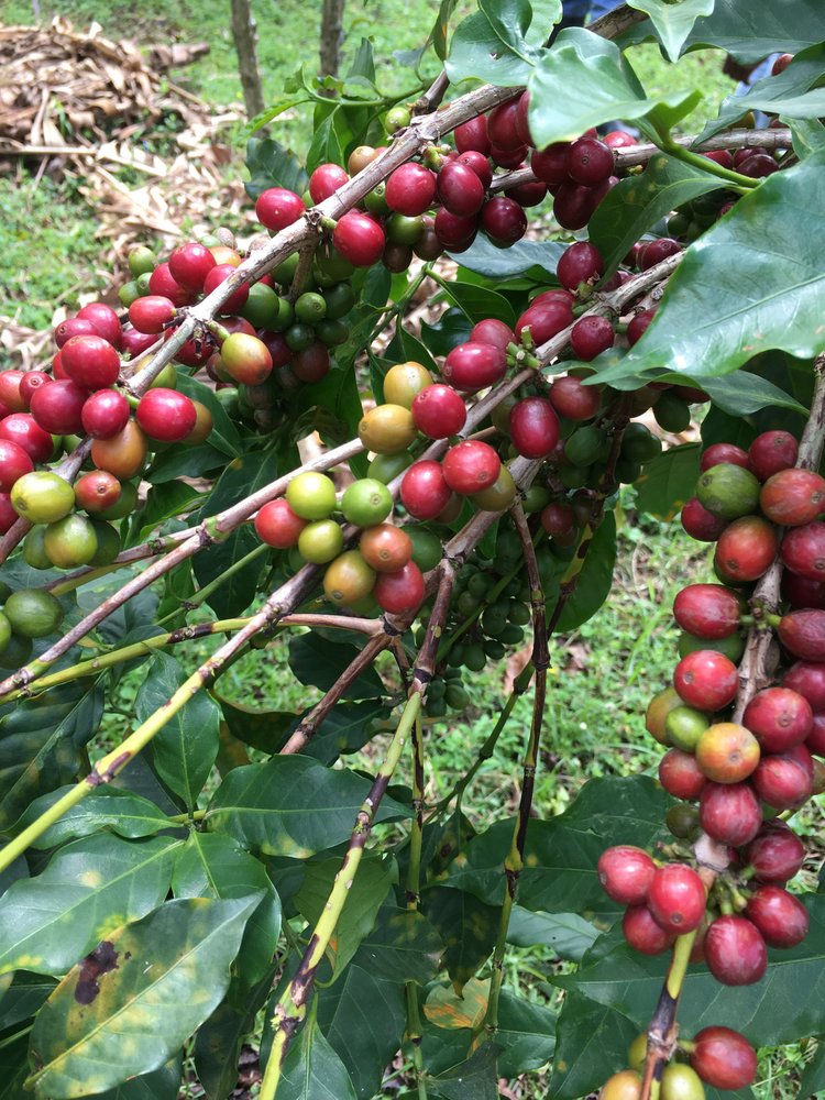 Ejo Heza Women's Group | Washed Bourbon