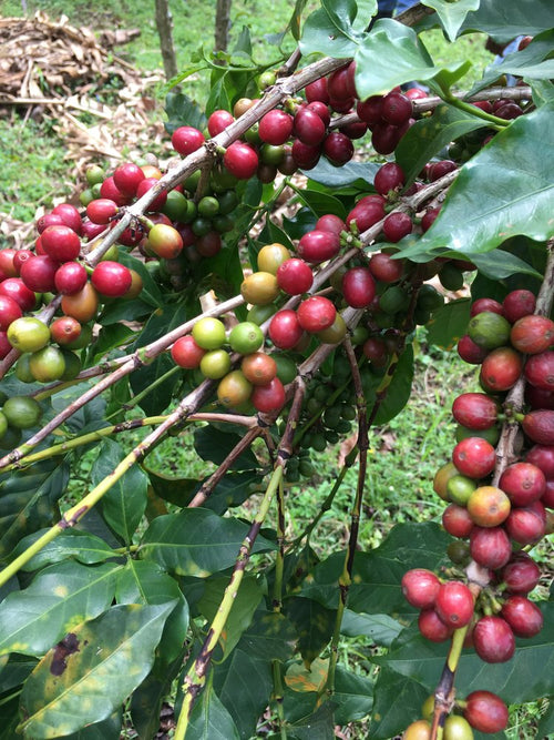 Ejo Heza Women's Group | Washed Bourbon