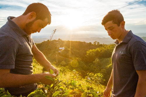 Finca El Vergel | Magnum Sidra
