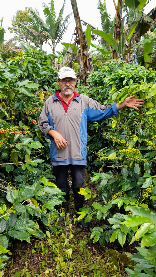 Nicolas & Angela | Red Catuai